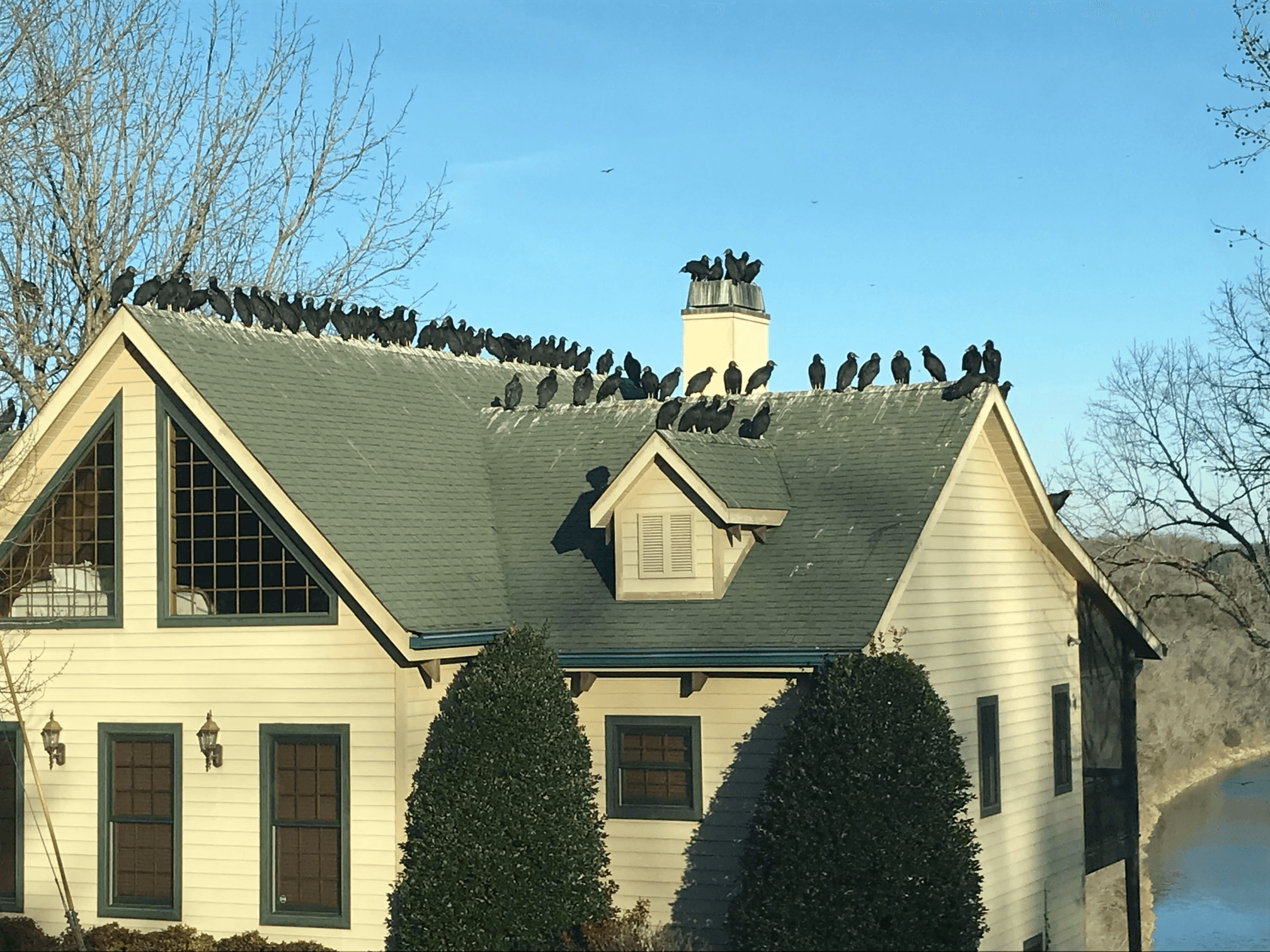 Before installation - birds on residential roof