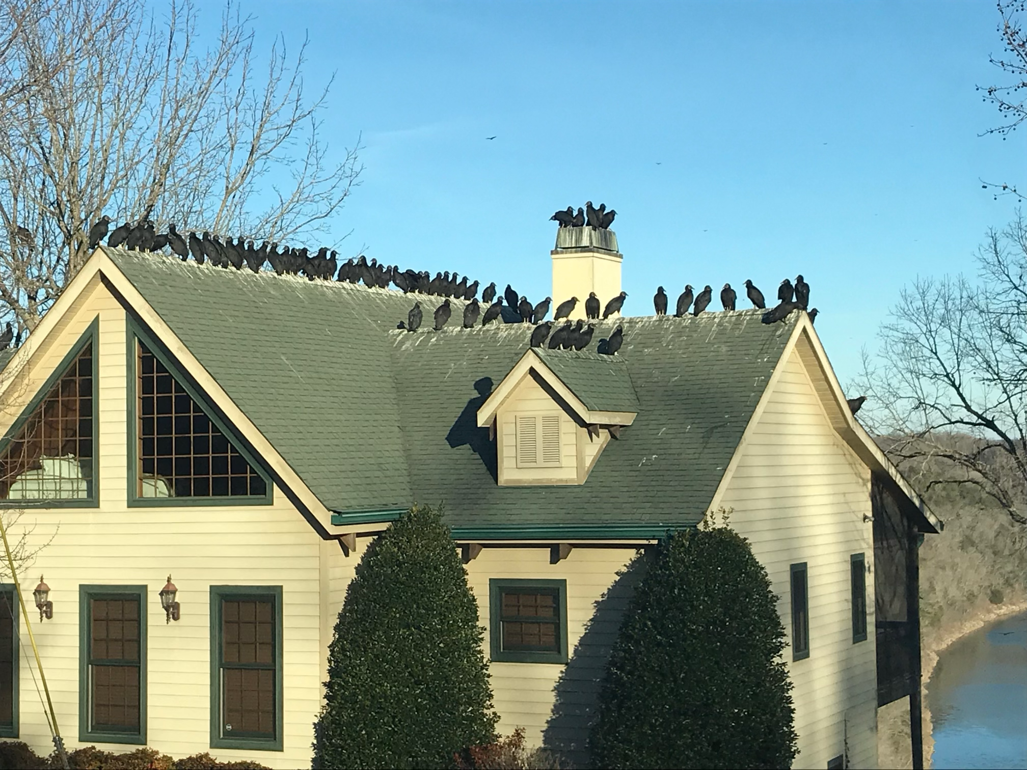 Before installation - birds on residential roof
